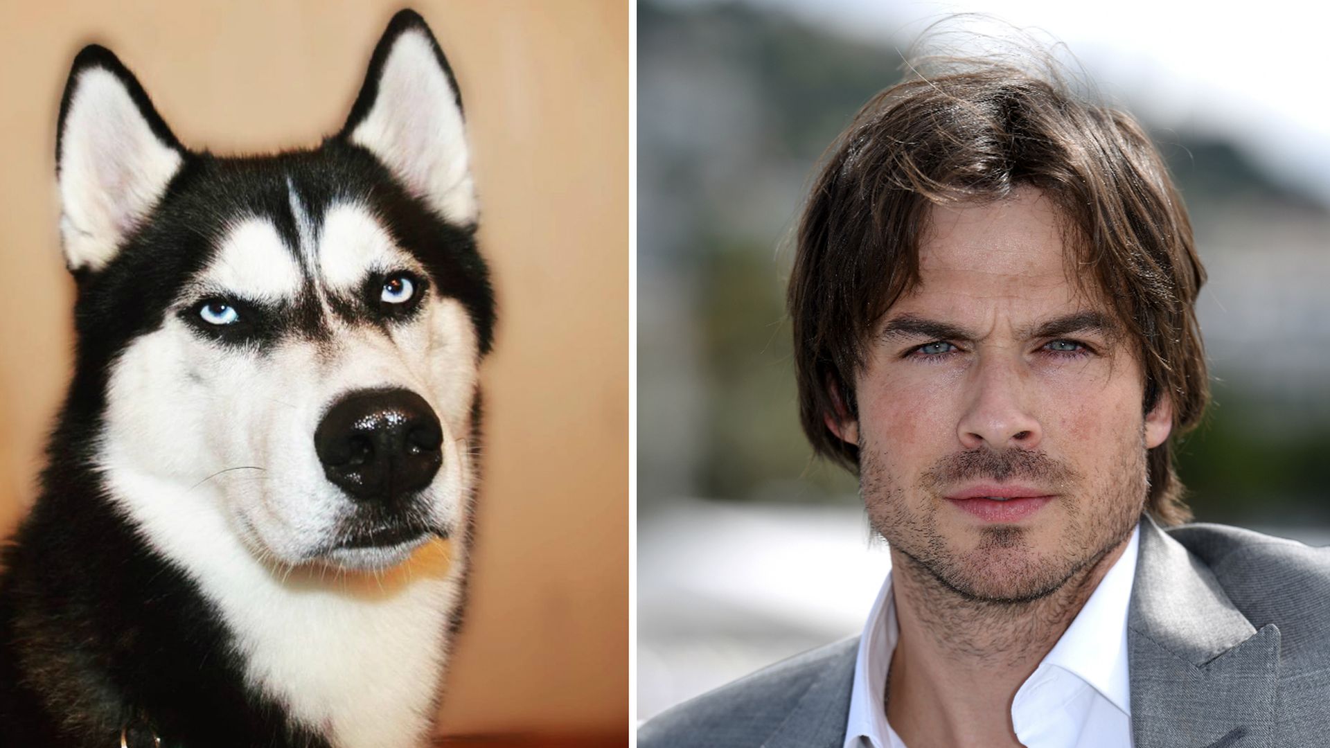 Lustig! Dieser grimmige Husky sieht aus wie Ian Somerhalder Promiflash.de