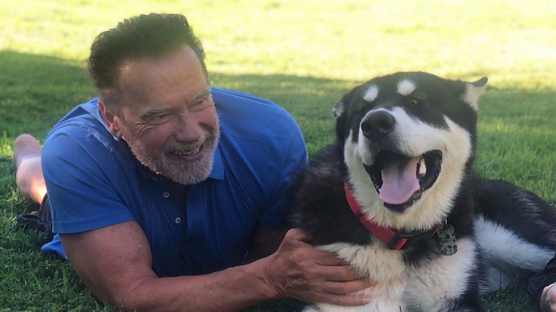 Arnold Schwarzenegger freut sich über tierischen Zuwachs | Promiflash.de