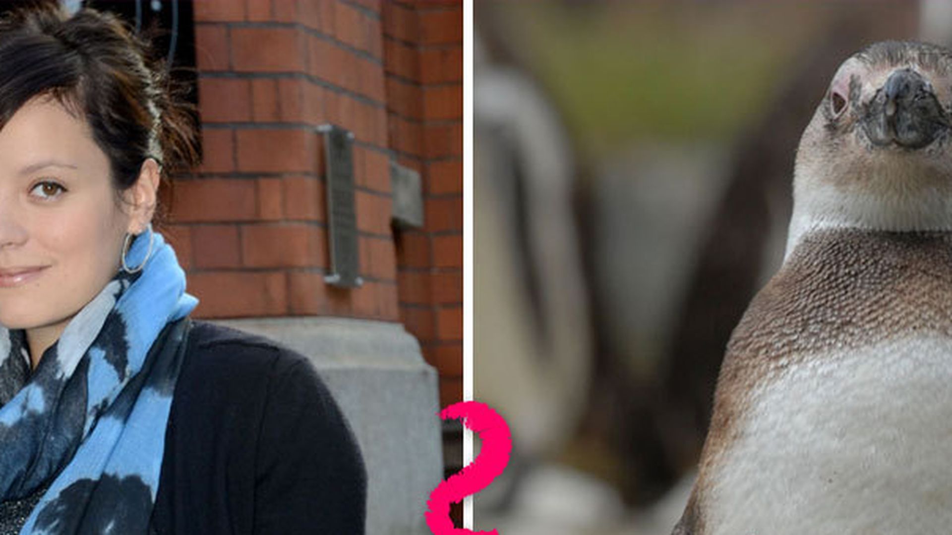 Lily Allen fühlt sich wie ein Pinguin Promiflash.de