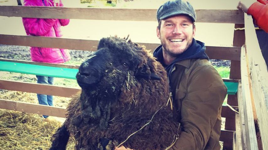 Chris Pratt und sein Schafbock Rupert