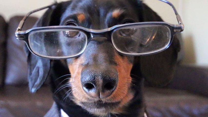 Crusoe the Celebrity Dachshund