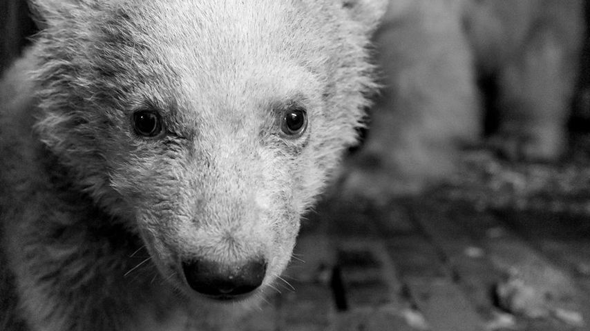 Trauer um Eisbär-Baby Fritz: Hier ging's ihm doch noch gut!