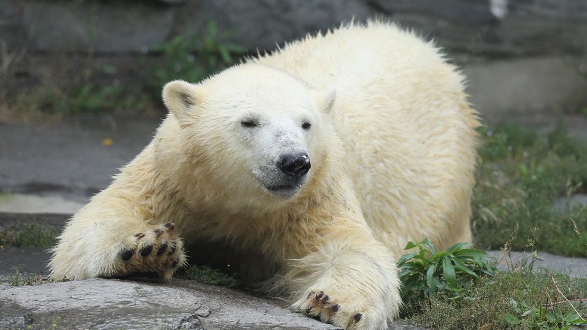 Knut