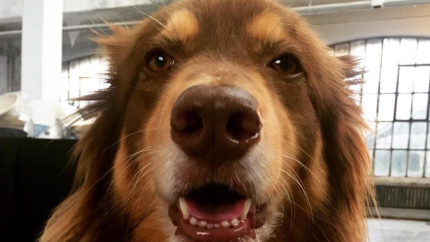 Happy "National Puppy Day": Die 4 süßesten Hunde der Stars!