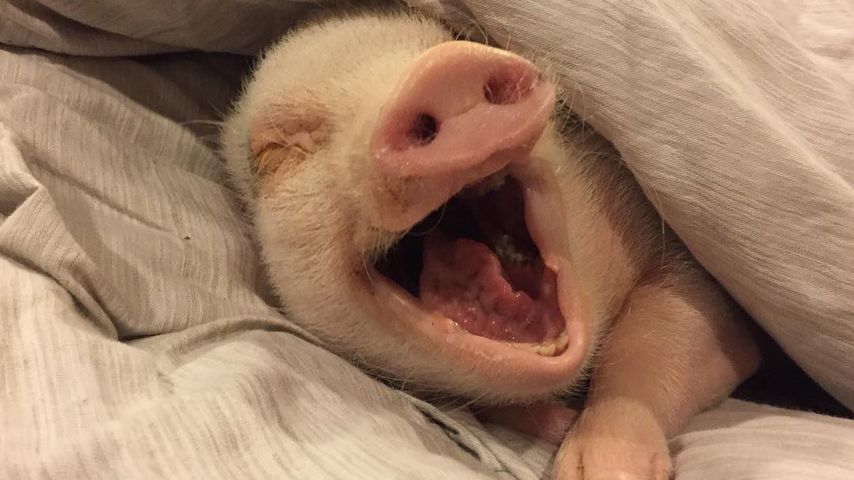 Neues vom müden Hank: Das Star-Schwein schnarcht sooo süß!