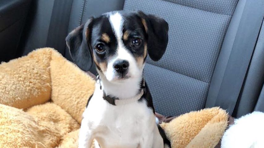 Harper, Hund von Jessica Paszka