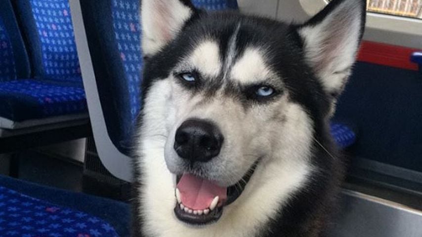 Husky Anuko
