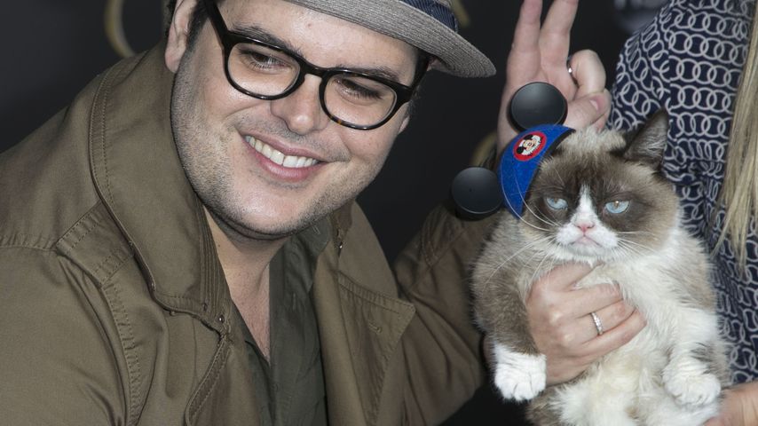 Grumpy Cat