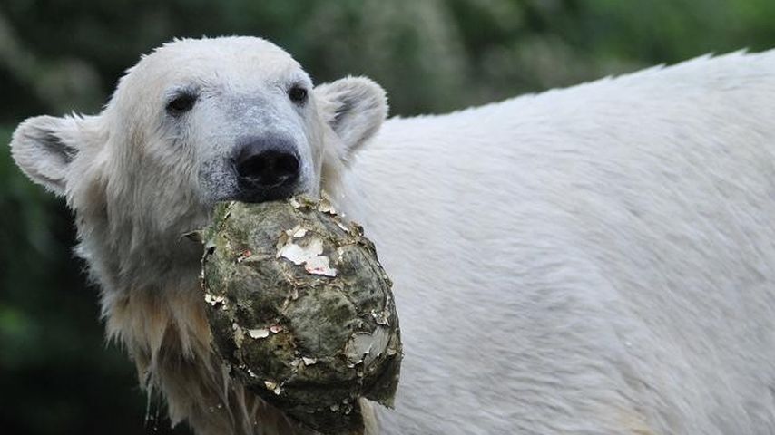 Knut im Jahr 2010