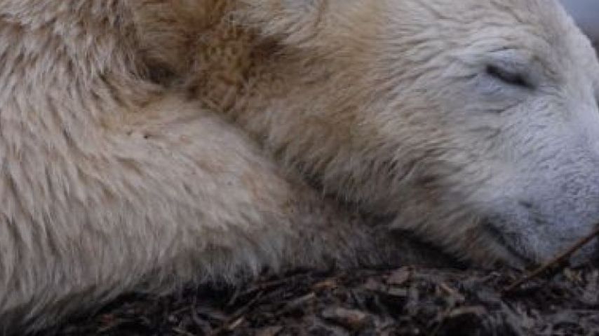 Knut