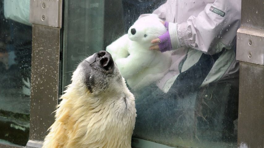 Knut
