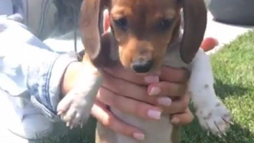 Kylie Jenners Geburtstags-Geschenk, Puppy Penny