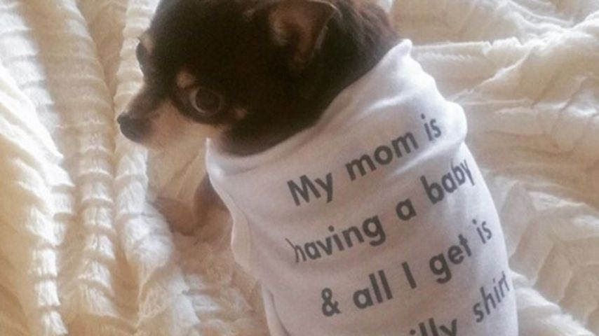Lacey Chaberts Hund