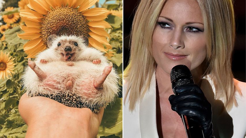 Stachelige Konkurrenz: Igel ist berühmter als Helene Fischer