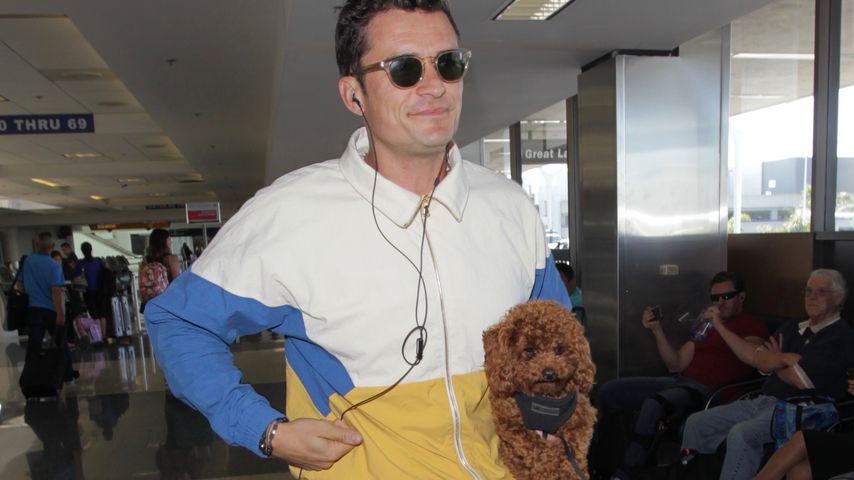 Knuddelig! Dieser Welpe wird zu Orlando Blooms Accessoire