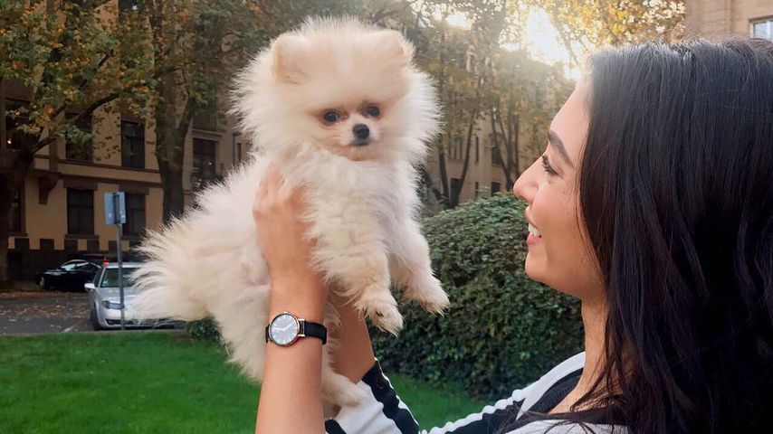 Nach Traumhochzeit: Hunde-Geschenk für YouTube-Paola!