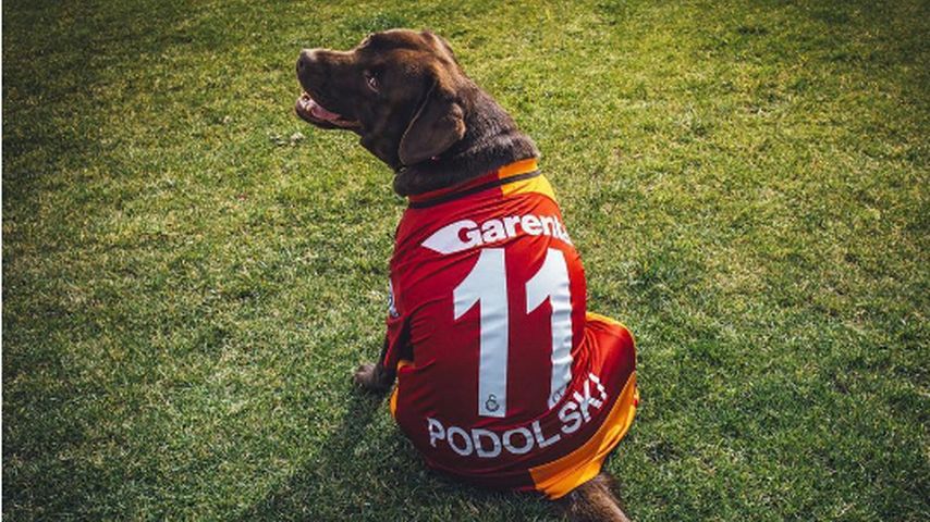 Poldis Hund im Fußballtrikot