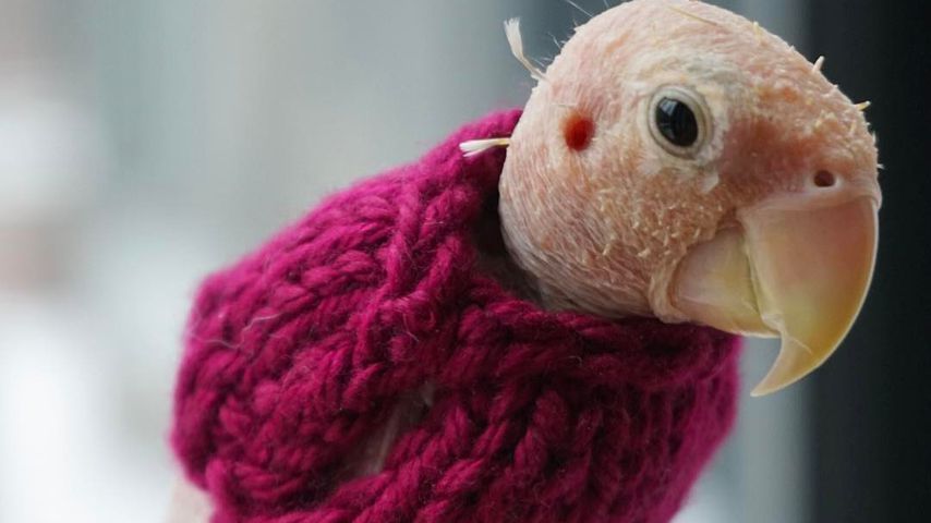 Trauer um tierischen Netz-Star: Nackt-Papagei Rhea ist tot!