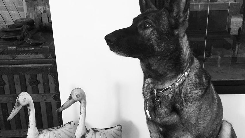 Shannen Dohertys Hund Bowie