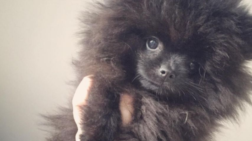 Dagi Bees Hund Zula