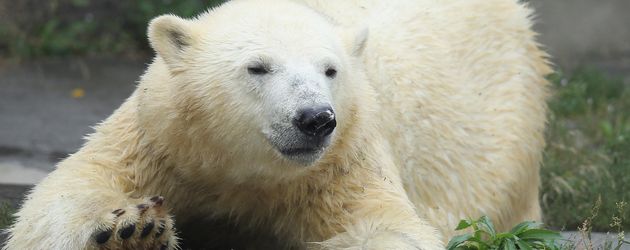 Knut Knut