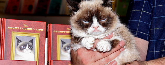 Grumpy Cat Grumpy Cat