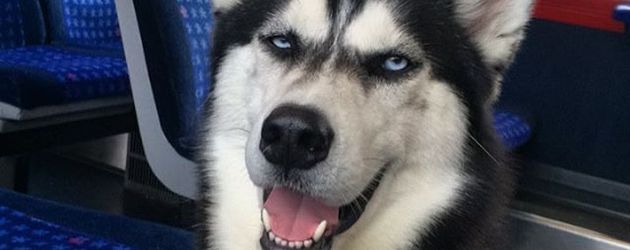 Husky Anuko Husky Anuko