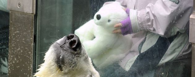 Knut Knut