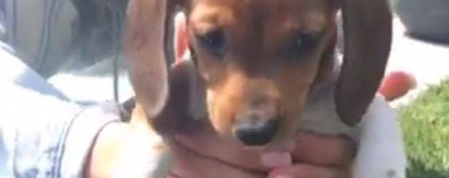 Kylie Jenners Geburtstags-Geschenk, Puppy Penny Kylie Jenners Geburtstags-Geschenk, Puppy Penny