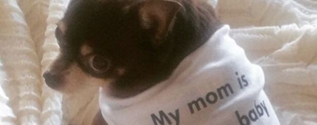 Lacey Chaberts Hund Lacey Chaberts Hund