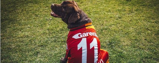 Poldis Hund im Fußballtrikot Poldis Hund im Fußballtrikot