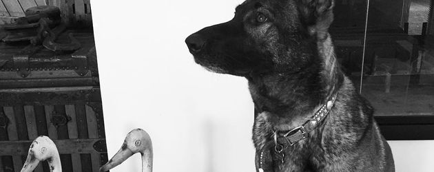 Shannen Dohertys Hund Bowie Shannen Dohertys Hund Bowie